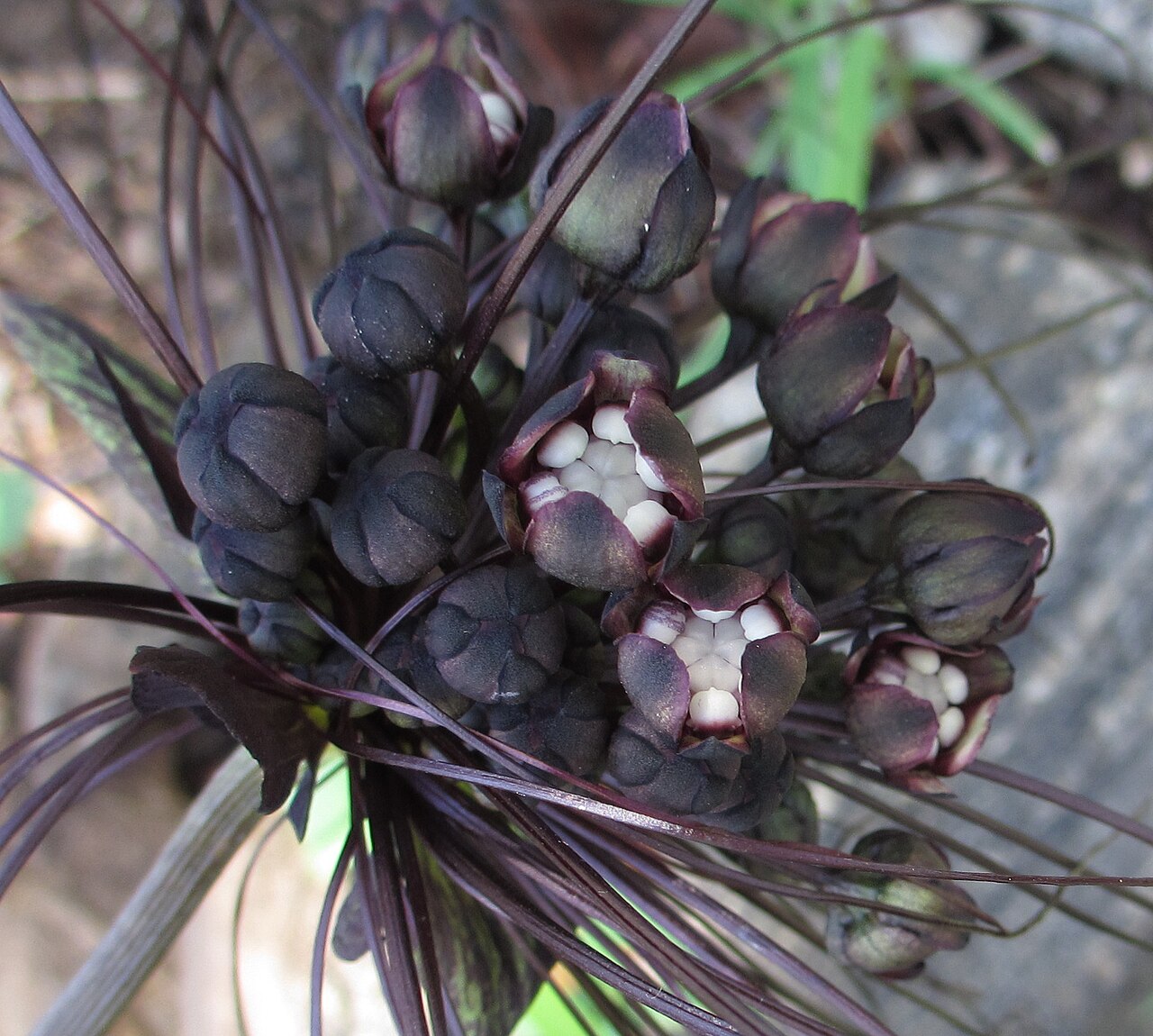 Black bat flower: Detail of the dark purple (almost black) flower parts of the unidentified Tacca species. This specimen was found on Mount Erati (Nampula province of Mozambique)