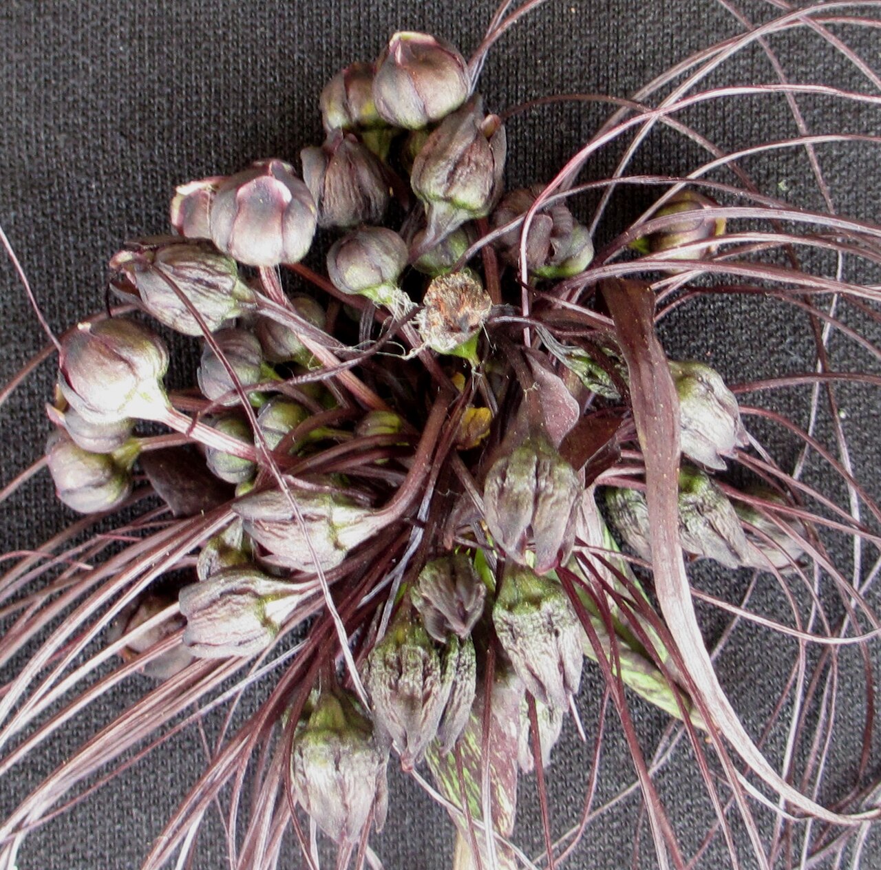 Black bat flower: "Black Tacca" with its dark purple (almost black) flowers, bracts, petioles and bracteoles. Bracts of "Black Tacca"are irregularly shaped and partly folded, unl