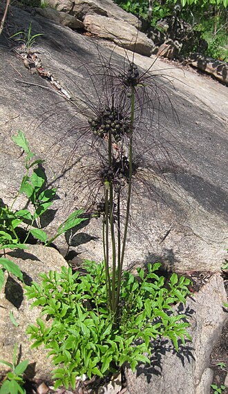 Black bat flower: There is supposed to be only one Tacca species in Africa: Tacca leontopetaloides (besides the recently discovered T. ankaranensis from N. Madagascar), and the p