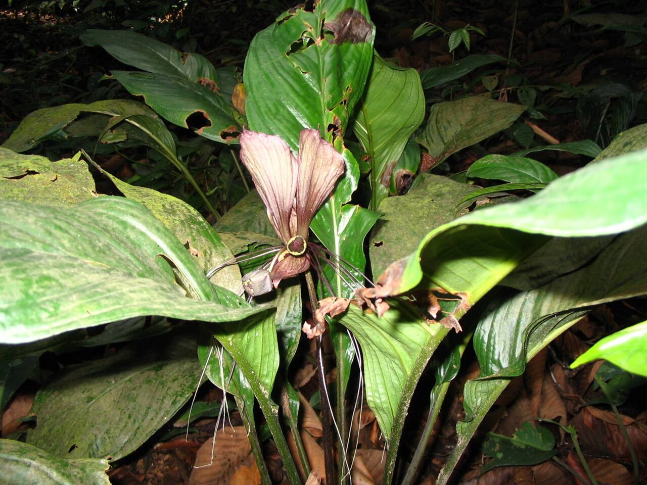 Tacca cristata: Tacca integrifolia , Malaisie, 2005