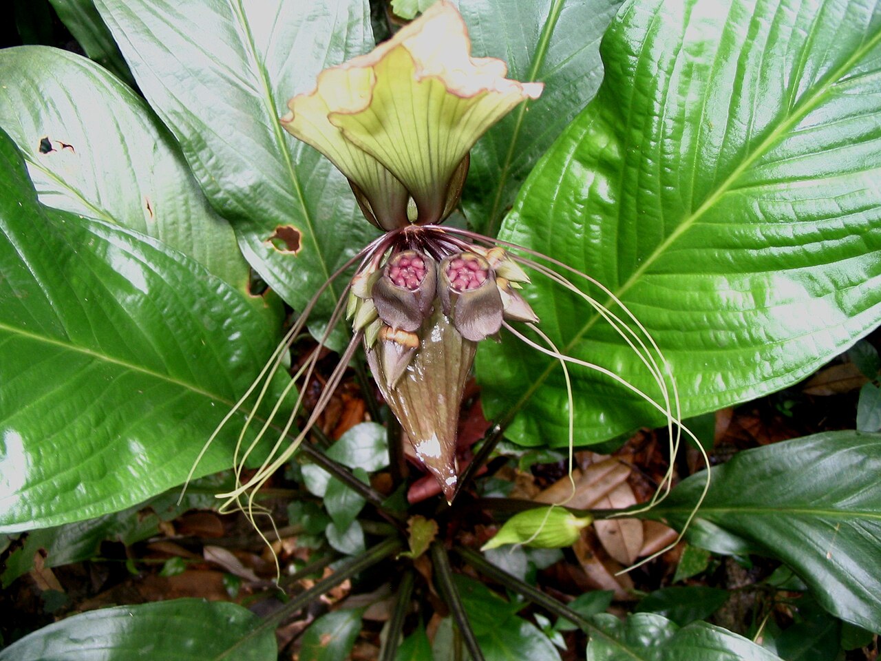 Tacca cristata: Tacca integrifolia - Détail de la fleur . Bukit Nanas Forest Reserve , Kuala Lumpur - Malaisie