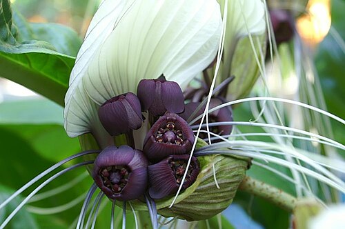 Tacca cristata: Location taken: United States Botanic Garden. Names: Tacca integrifolia Ker Gawl., Bat Flower, Krąpiel<SP>całolistna, Sträv tacca, White Bat Flower, 丝须蒟蒻 Classi