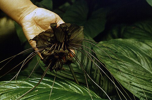 Tacca cristata: Tacca aspera Maleysia, Burma almost black pigment in Tropical dome of Zurich botanical garden