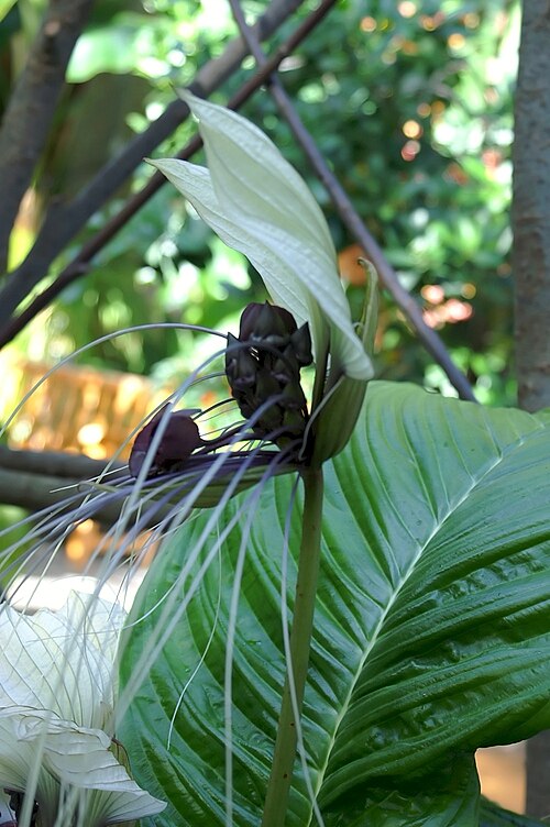 Tacca cristata: Location taken: United States Botanic Garden. Names: Tacca integrifolia Ker Gawl., Bat Flower, Krąpiel<SP>całolistna, Sträv tacca, White Bat Flower, 丝须蒟蒻 Classi