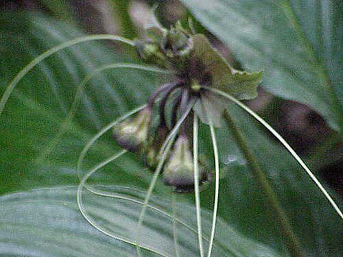 Tacca cristata (Tacca cristata)