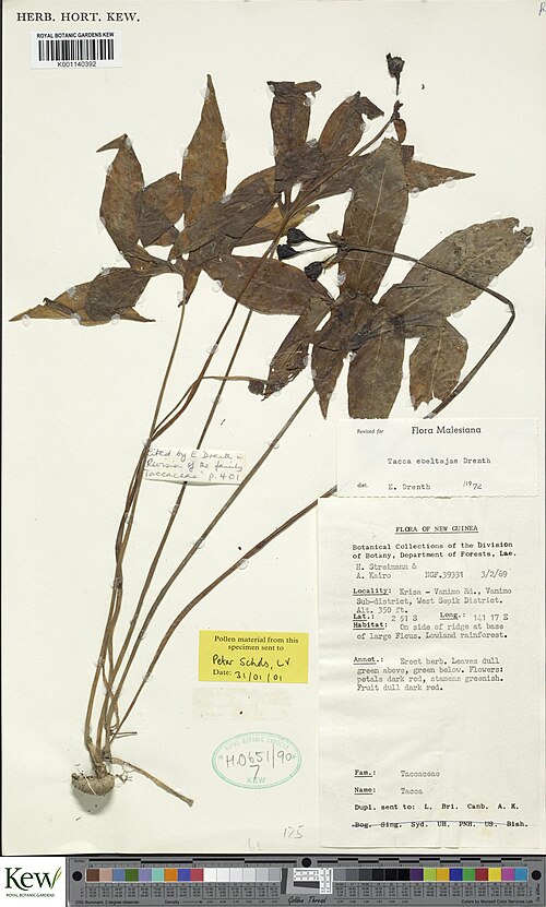 Tacca ebeltajae: Tacca ebeltajae collected in New Guinea