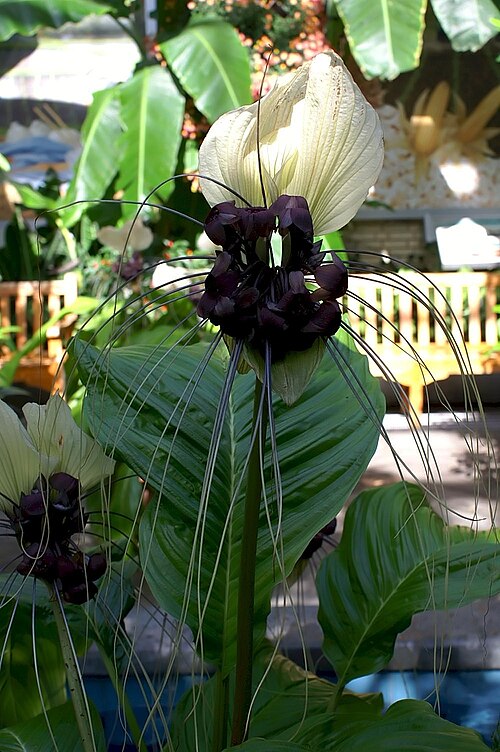 White batflower: Location taken: United States Botanic Garden. Names: Tacca integrifolia Ker Gawl., Bat Flower, Krąpiel<SP>całolistna, Sträv tacca, White Bat Flower, 丝须蒟蒻 Classi