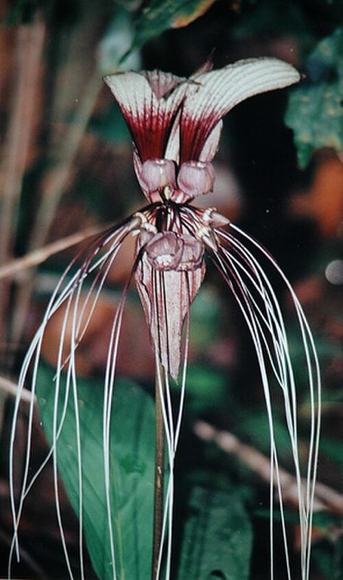 White batflower: Bat or Black Lily photographed at Lower Peirce