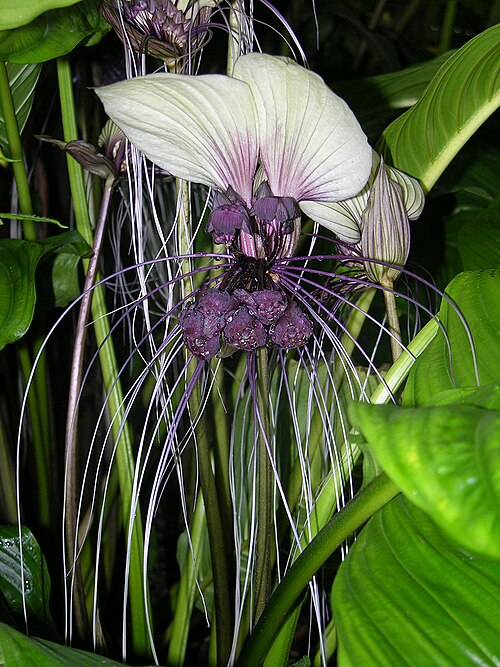 White batflower: Tacca integrifolia at the Fairchild Tropical Botanic Garden, Miami, FL, USA