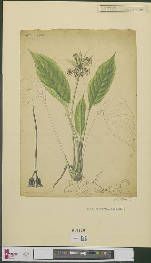 White batflower: Tacca intergrifolia