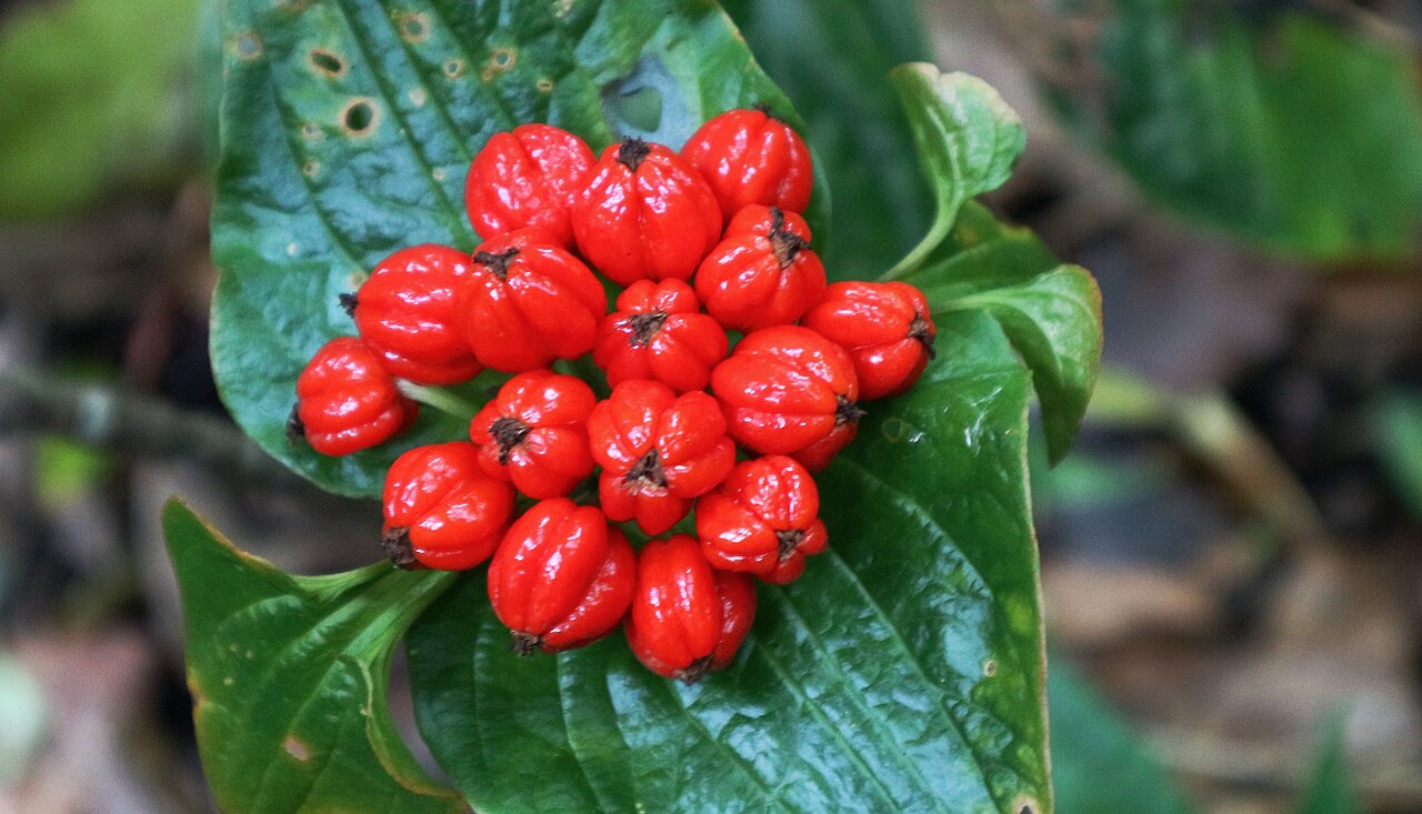 Tacca: Tacca palmata is often found on the forest floor of Tangkoko Nature Reserve. Currently still not utilized by local communities. T. Palmata is used as a liniment