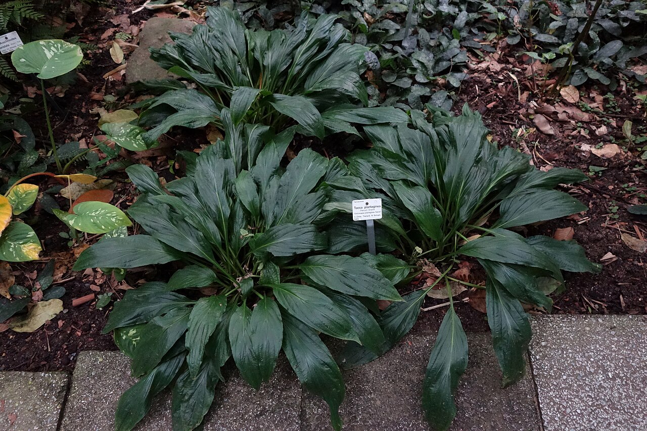 Tacca plantaginea: Botanical specimen in the Botanischer Garten, Dresden, Germany.