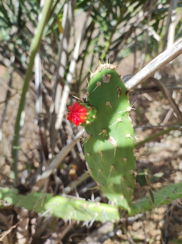 Tacinga palmadora (Tacinga palmadora)