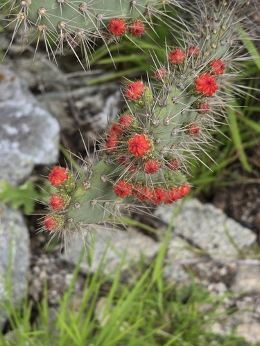 Tacinga palmadora (Tacinga palmadora)