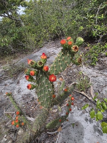 Tacinga palmadora (Tacinga palmadora)