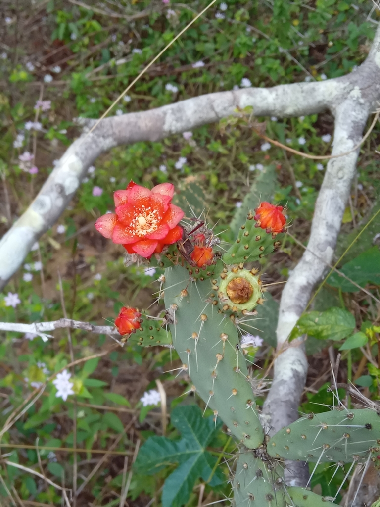 Tacinga palmadora (Tacinga palmadora)
