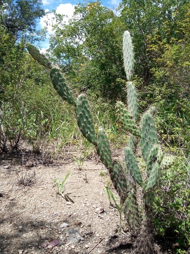 Tacinga palmadora (Tacinga palmadora)