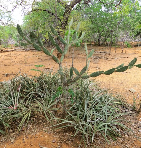 Tacinga palmadora (Tacinga palmadora)