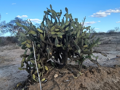 Tacinga palmadora (Tacinga palmadora)