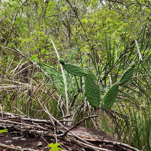 Tacinga palmadora (Tacinga palmadora)