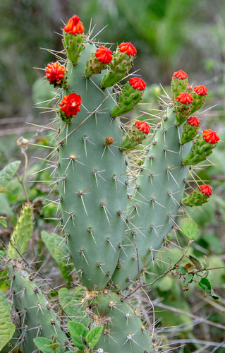 Tacinga palmadora (Tacinga palmadora)