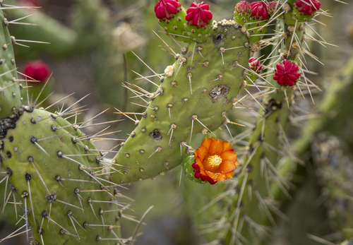 Tacinga palmadora (Tacinga palmadora)