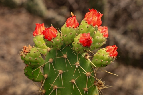 Tacinga palmadora (Tacinga palmadora)