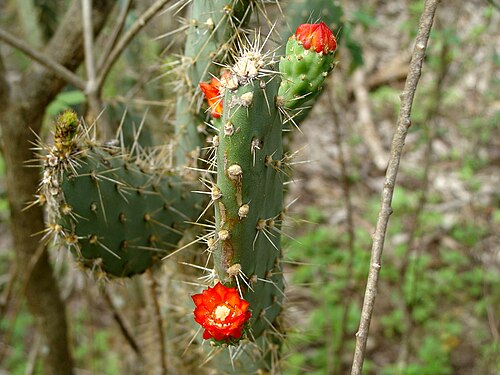 Tacinga palmadora: Registro fotográfico de uma cactácea na época da floração na Caatinga Paraibana, município de Boa Vista.