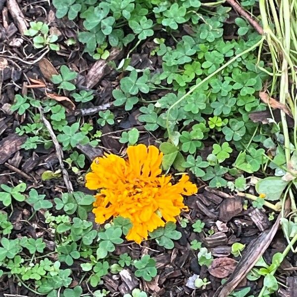 Aztec marigold (Tagetes erecta)