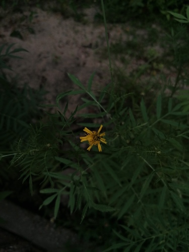 Aztec marigold (Tagetes erecta)