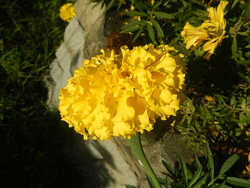 Aztec marigold: Tagetes erecta French Marigold in Bulacan (Note: Judge Florentino Floro, the owner, to repeat, Donor Florentino Floro of all these photos hereby donate gratuito
