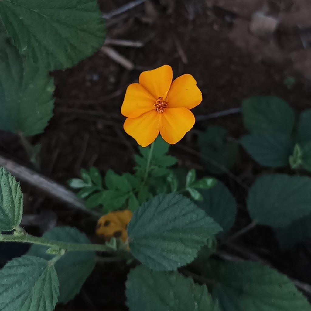Aztec marigold (Tagetes erecta)