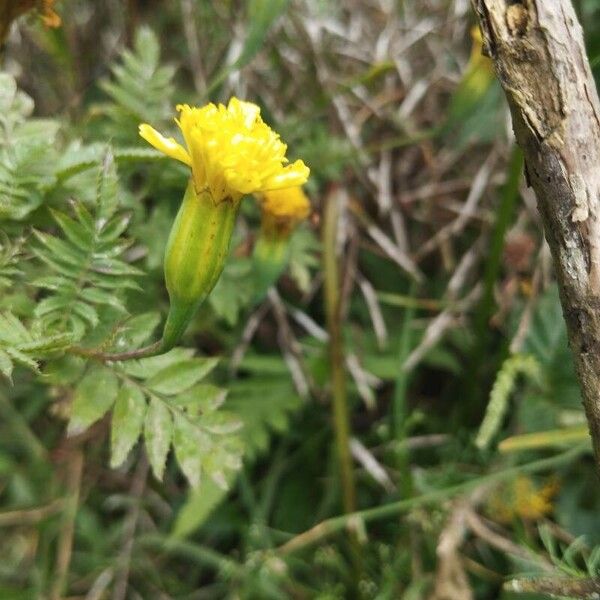 Aztec marigold (Tagetes erecta)