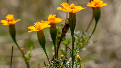 Aztec marigold (Tagetes erecta)