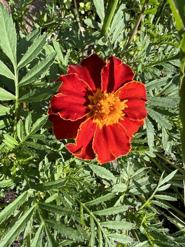 Aztec marigold (Tagetes erecta)