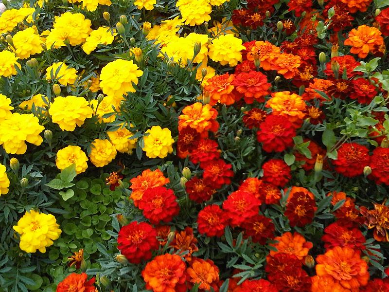 Aztec marigold: Mexican marigold , also called Aztec marigold (Tagetes erecta) in Kew Gardens, London, England.