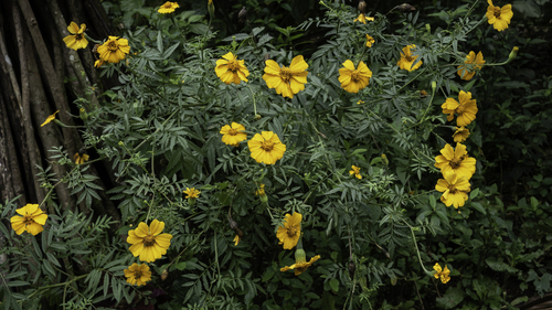 Aztec marigold (Tagetes erecta)