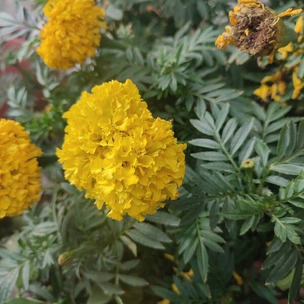 Aztec marigold (Tagetes erecta)