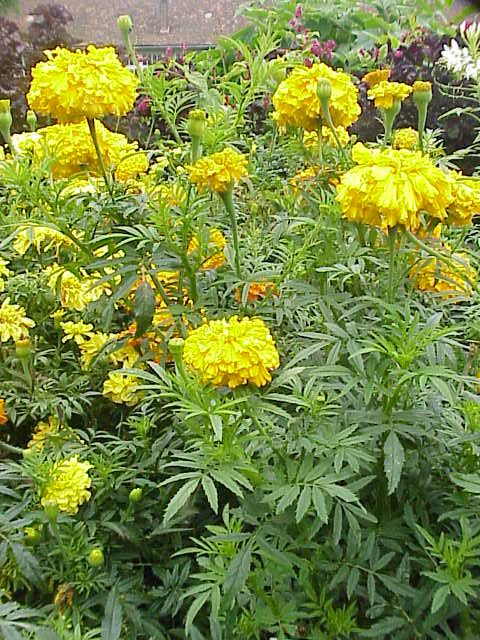 Aztec marigold (Tagetes erecta)