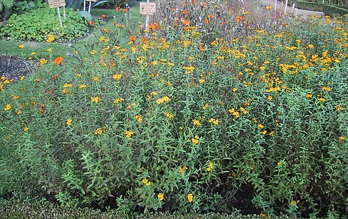 Sweetscented marigold: Tagete luisante