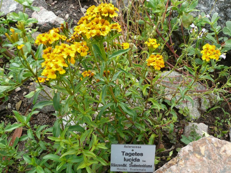 Sweetscented marigold: Tagetes lucida , Botanischer Garten Erlangen, 2008