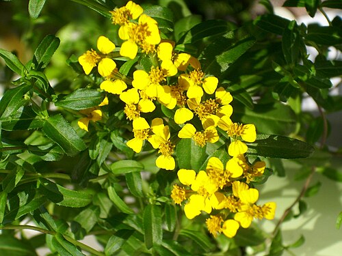 Sweetscented marigold: Żółto kwitnąca bylica draganek, uprawiana w doniczce
