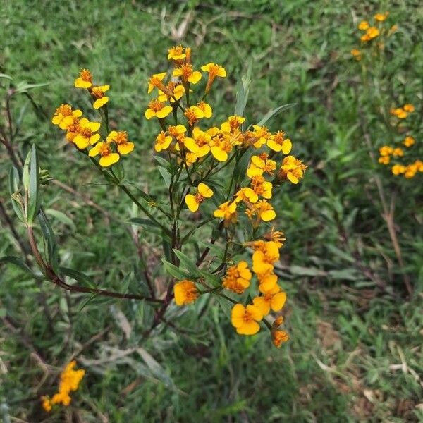 Sweetscented marigold (Tagetes lucida)