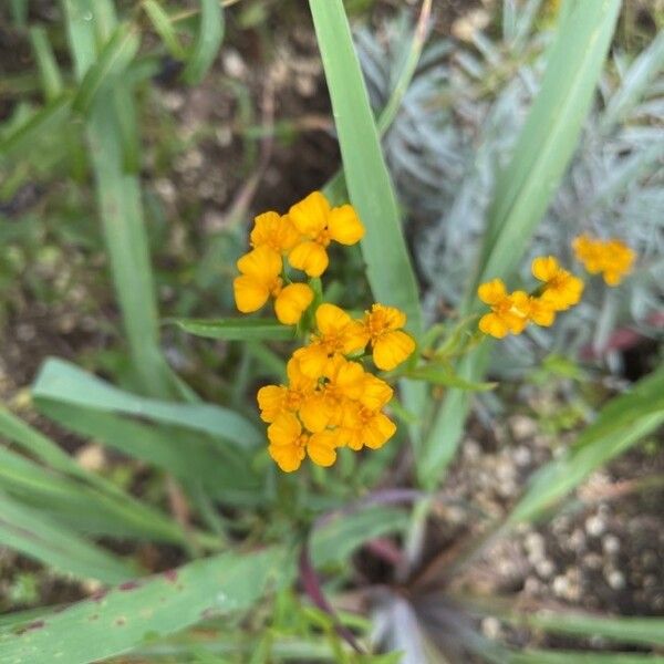 Sweetscented marigold (Tagetes lucida)