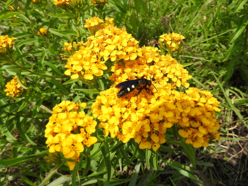 Sweetscented marigold (Tagetes lucida)