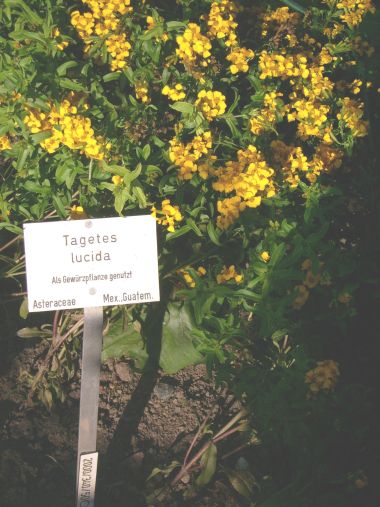 Sweetscented marigold: Tagetes lucida (Mexiko) im Botanischen Garten Marburg