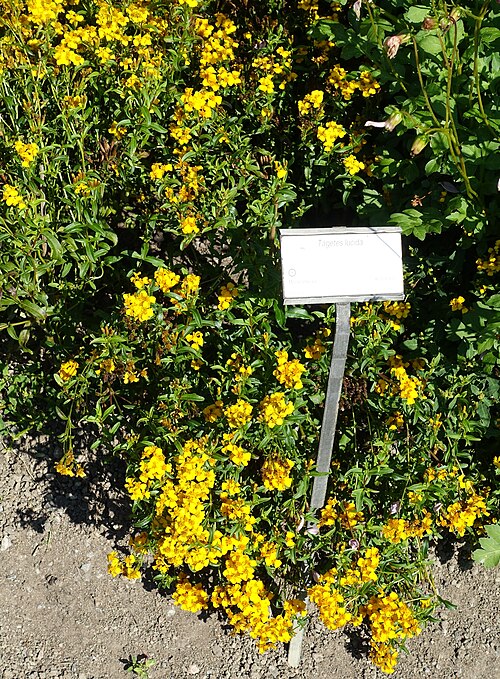 Sweetscented marigold: Botanical specimen in the Bergianska trädgården - Stockholm, Sweden.