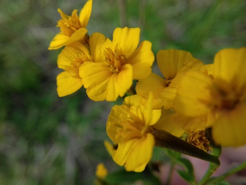 Sweetscented marigold (Tagetes lucida)