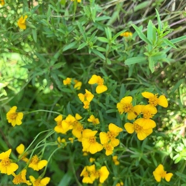 Sweetscented marigold (Tagetes lucida)