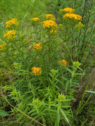 Sweetscented marigold (Tagetes lucida)